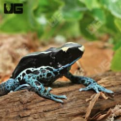 C.B. Adult Powder Blue Tinctorius Dart Frogs (Dendrobates tinctorious) For Sale - Underground Reptiles