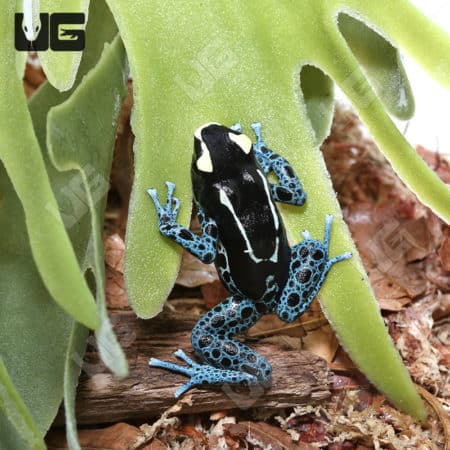 Powder Blue Tinctorius Dart Frog on green foliage, vibrant blue and black coloration.