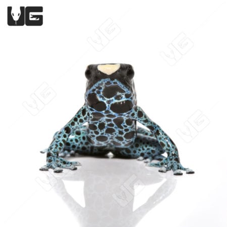 Powder Blue Tinctorius Dart Frog, vibrant blue and black coloration, from Underground Reptiles.