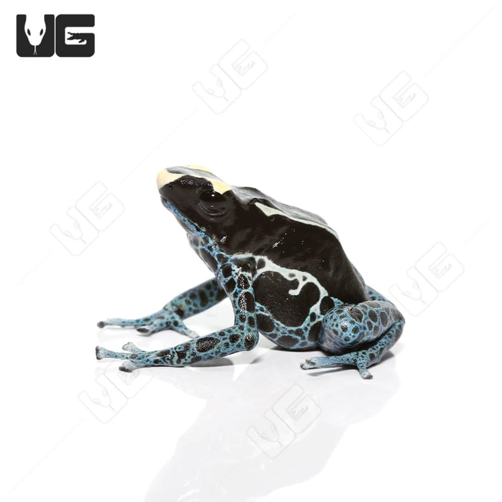 Powder Blue Tinctorius Dart Frogs For Sale Underground Reptiles