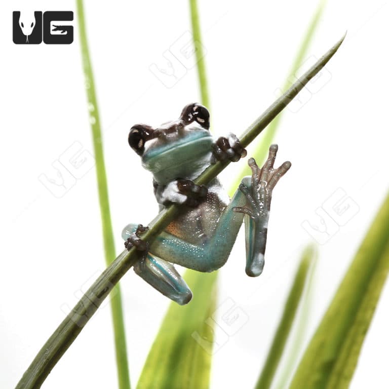 C.B. Baby Amazon Milk Frog (Trachycephalus resinifictrix) For Sale Underground Reptiles