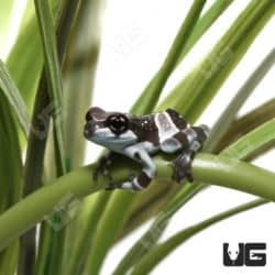 C.B. Baby Amazon Milk Frog (Trachycephalus resinifictrix)