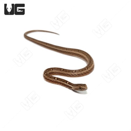 C.B Baby Asian Mock Viper (Psamodynastes pulurventus)