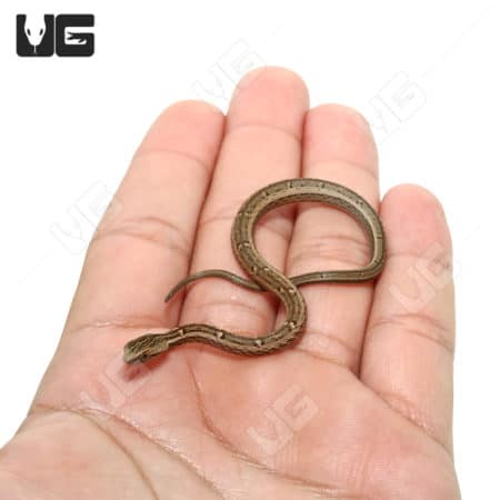 C.B Baby Asian Mock Viper (Psamodynastes pulurventus)