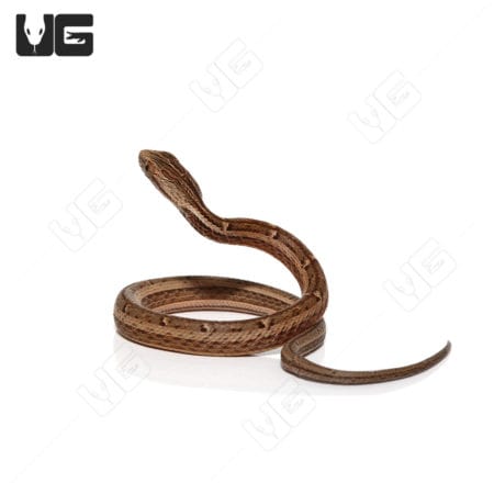 C.B Baby Asian Mock Viper (Psamodynastes pulurventus)