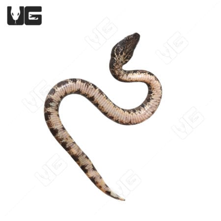 Young baby viper boa snake, close-up view.