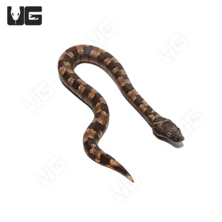 Baby Viper Boa snake, C.B. captive bred, with distinctive brown and black pattern.