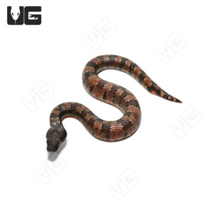 Baby Red Belly Viper Boa snake, detailed close-up, vibrant colors.