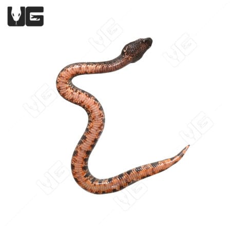 Baby Viper Boa snake, C.B. captive bred, showcasing vibrant coloration and pattern.