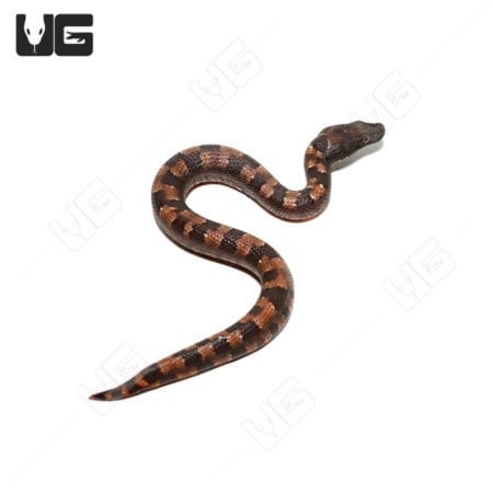 Baby Viper Boa snake with distinctive markings, ideal for reptile enthusiasts and collectors.