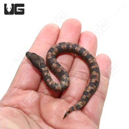 Baby Viper Boa snake in hand, showcasing its small size and distinctive pattern.