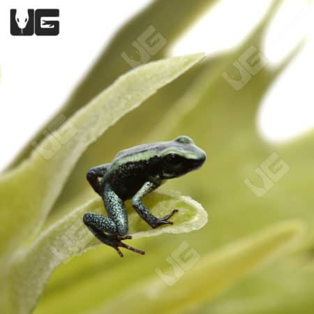 Mint Terribilis Dart Frogs (Phyllobates terribilis)