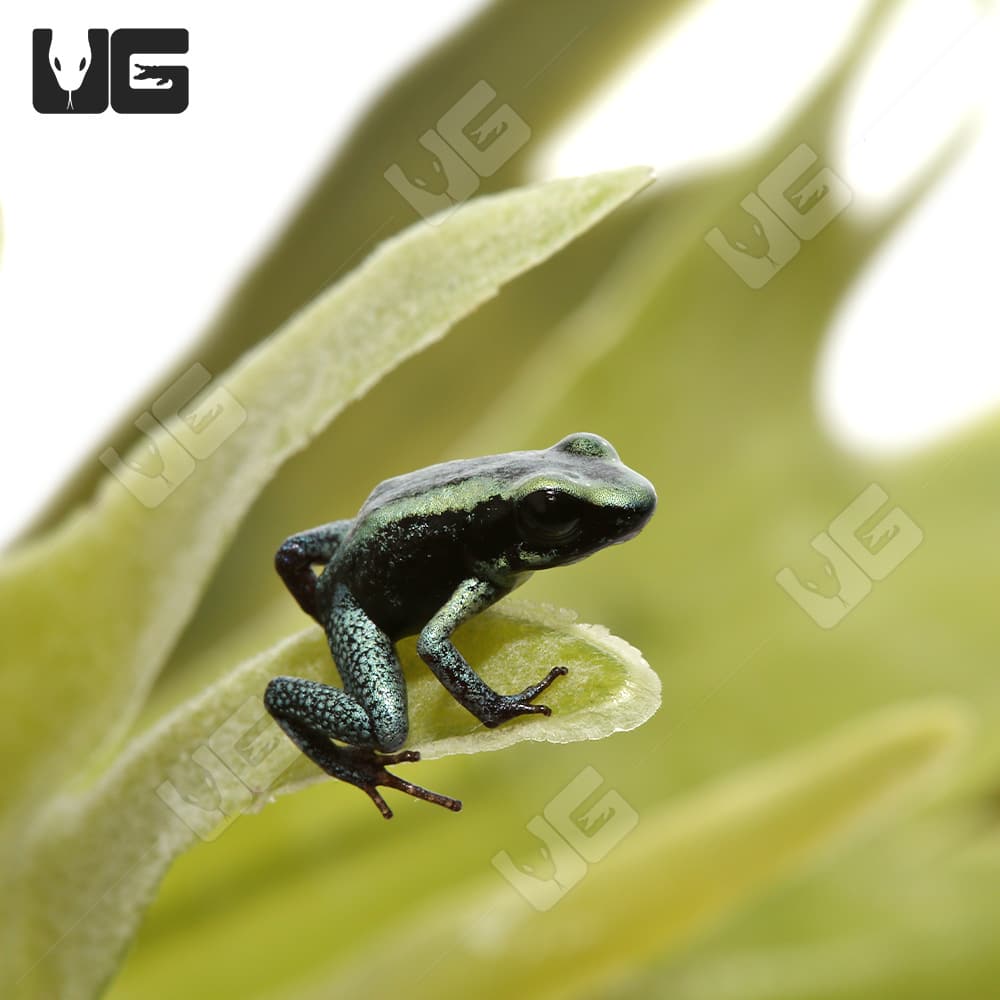 Mint Terribilis Dart Frogs (Phyllobates terribilis) For Sale