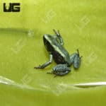 Mint Terribilis Dart Frogs (Phyllobates terribilis)