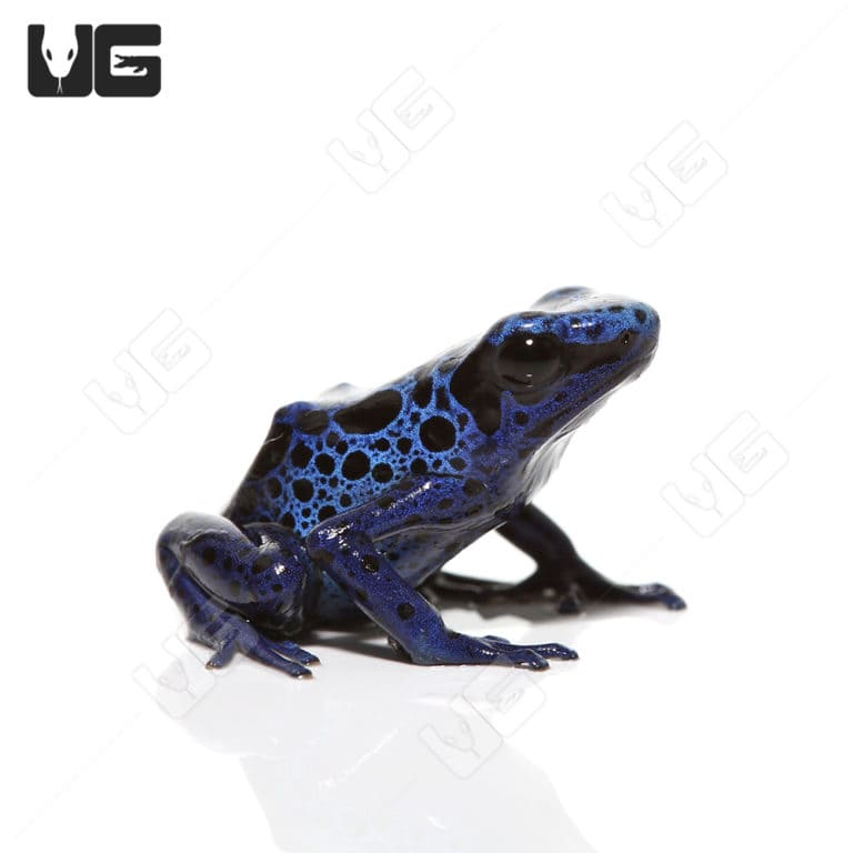 Blue Azureus Tinctorius Dart Frogs For Sale Underground Reptiles