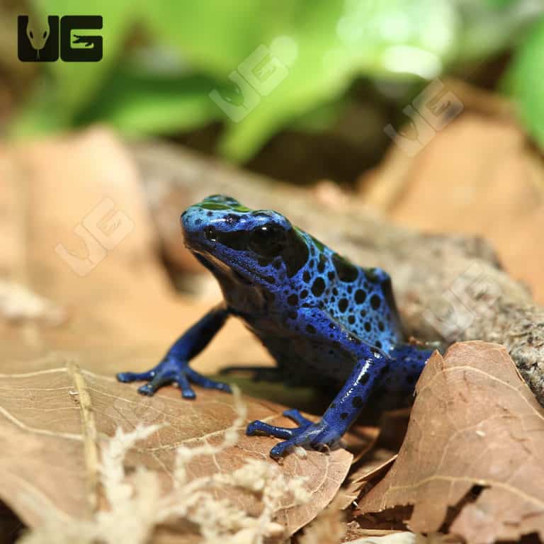 Blue Azureus Tinctorius Dart Frogs For Sale Underground Reptiles