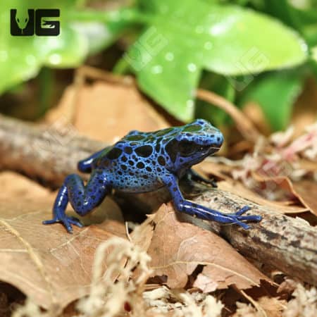 Blue Azureus Dart Frog, C.B. sub-adult, vibrant blue coloration, native to South America, ideal for.