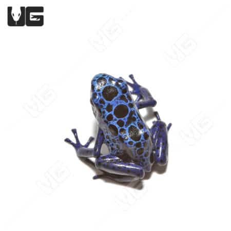 Blue Azureus dart frog with vibrant blue and black spotted pattern, showcasing its striking colorati.