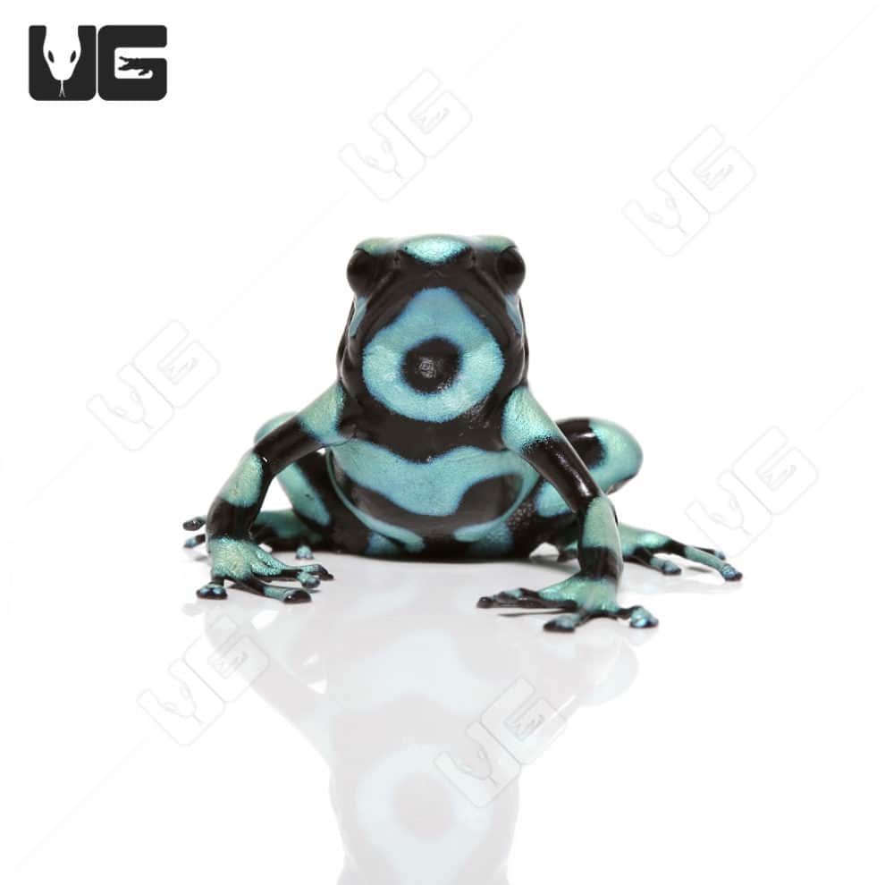 Green And Black Auratus Dart Frog For Sale Underground Reptiles
