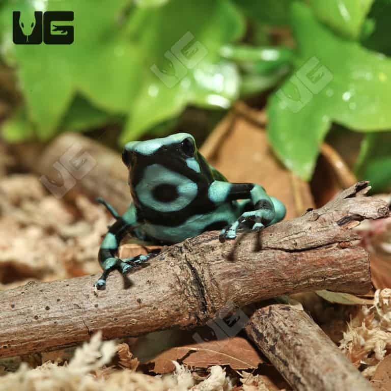 Green And Black Auratus Dart Frog For Sale Underground Reptiles