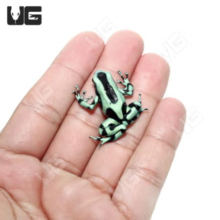 Green And Black Auratus Dart Frog (Dendrobates auratus) For Sale - Underground Reptiles