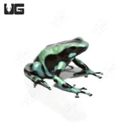 Green And Black Auratus Dart Frog (Dendrobates auratus) For Sale - Underground Reptiles