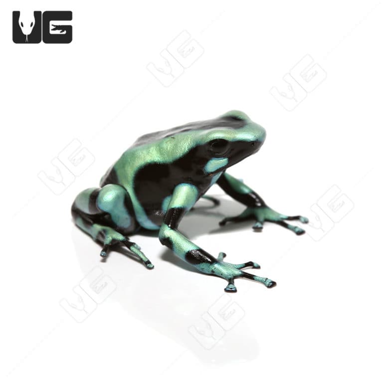Green And Black Auratus Dart Frog For Sale Underground Reptiles