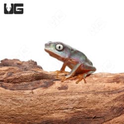 White Lined Leaf Frogs (Phyllomedusa vaillantii) For Sale - Underground Reptiles