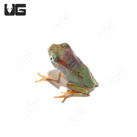 White Line Monkey Tree Frog in vibrant green and white coloration.