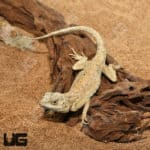 Desert Agamas (Trapelus mutabilis) For Sale - Underground Reptiles