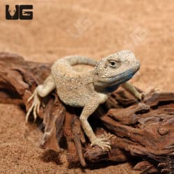 Desert Agamas (Trapelus mutabilis) For Sale - Underground Reptiles