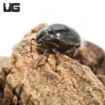 Hairy Desert Beetle (Edrotes ventricosus)