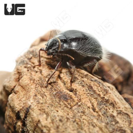 Hairy Desert Beetle (Edrotes ventricosus)