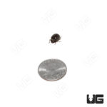 Hairy Desert Beetle (Edrotes ventricosus)