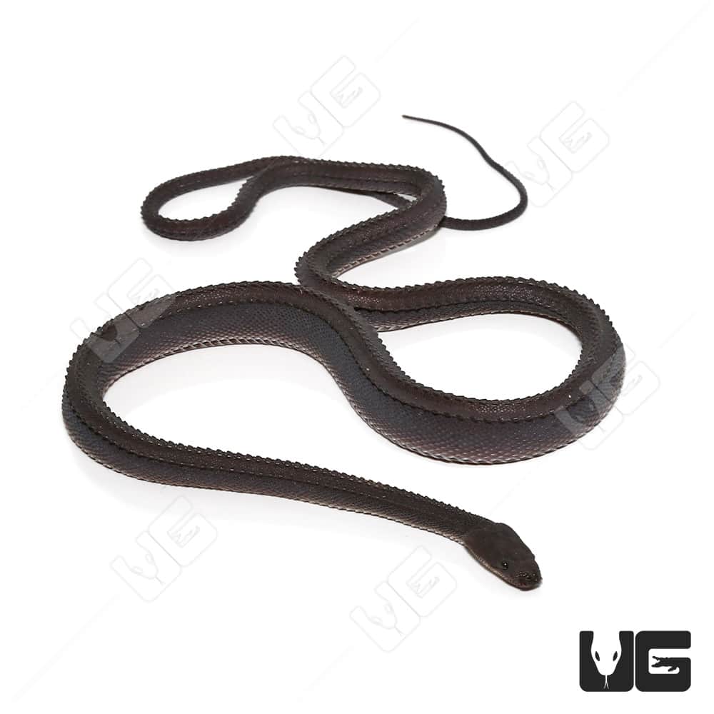 Dragon Snakes (Xenodermus javanicus) For Sale Underground Reptiles