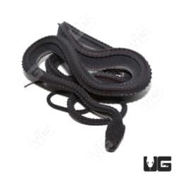 Dragon Snakes (Xenodermus javanicus) For Sale - Underground Reptiles