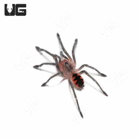 Ecuadorian Golden Flame Tarantula (Pamphobeteus Sp. South Equador) For Sale - Underground Reptiles