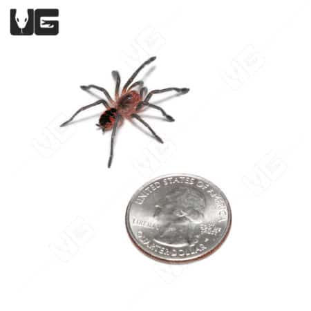 Ecuadorian Golden Flame Tarantula (Pamphobeteus Sp. South Equador) For Sale - Underground Reptiles