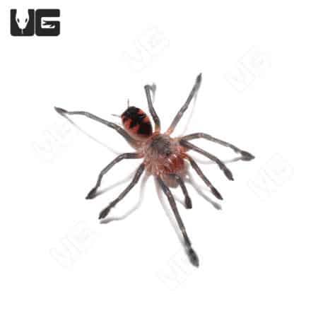 Ecuadorian Golden Flame Tarantula (Pamphobeteus Sp. South Equador) For Sale - Underground Reptiles