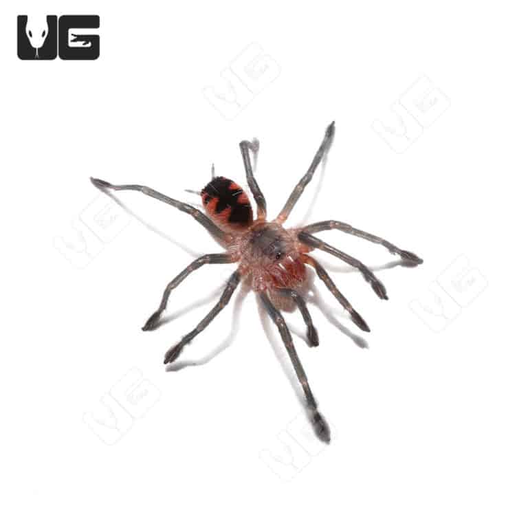 Ecuadorian Golden Flame Tarantula (Pamphobeteus Sp. South Equador) For