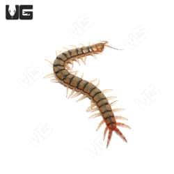Egyptian Rainbow Centipedes (Scolopendra cingulata)