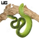 Patternless Emerald Tree Boa (Corallus caninus) For Sale - Underground Reptiles