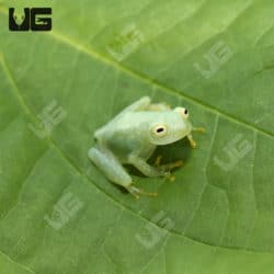 Fleischmann’s Tree Frog (Hyalinobatrachium fleischmanni)