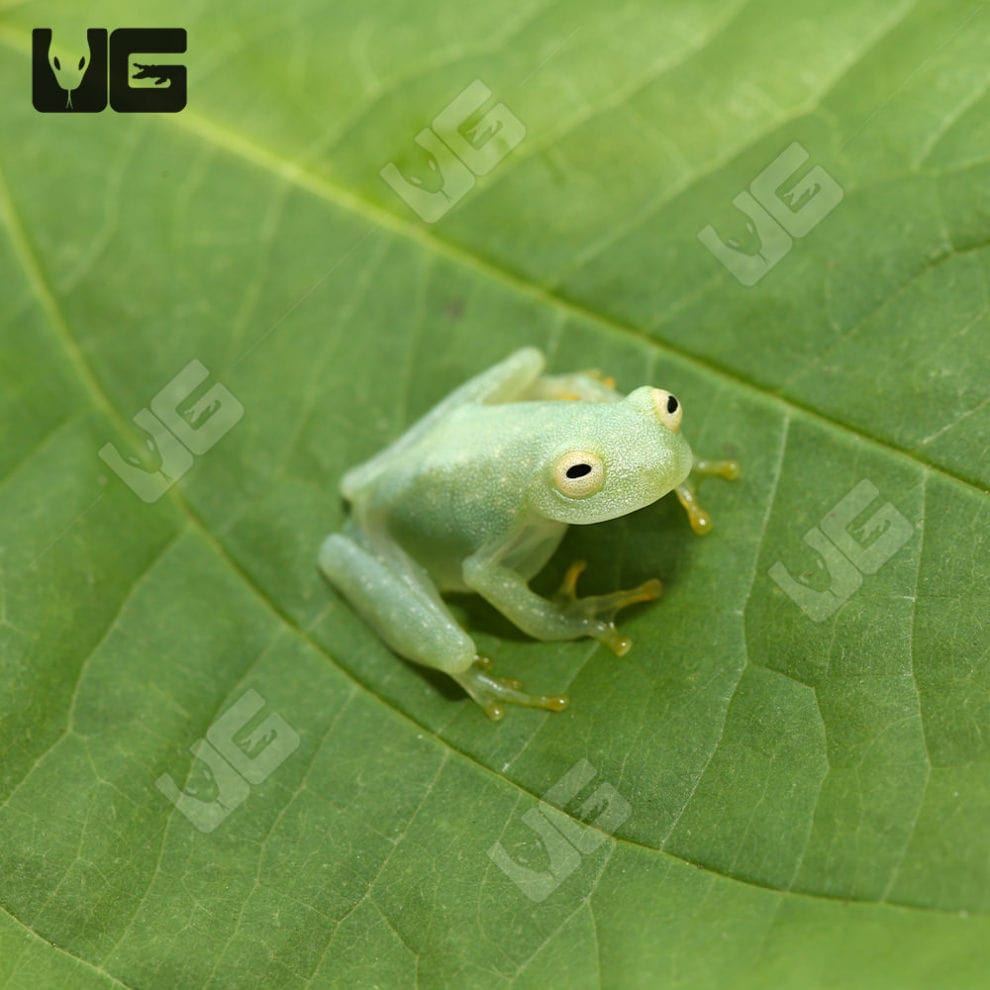 Fleischmann’s Glass Tree Frog For Sale Underground Reptiles