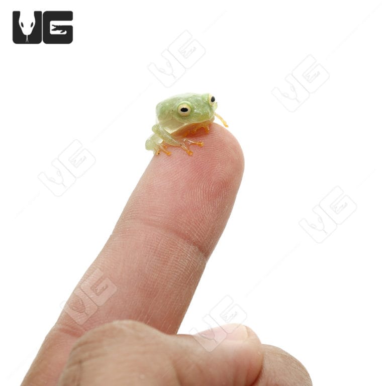 Fleischmann’s Glass Tree Frog For Sale Underground Reptiles