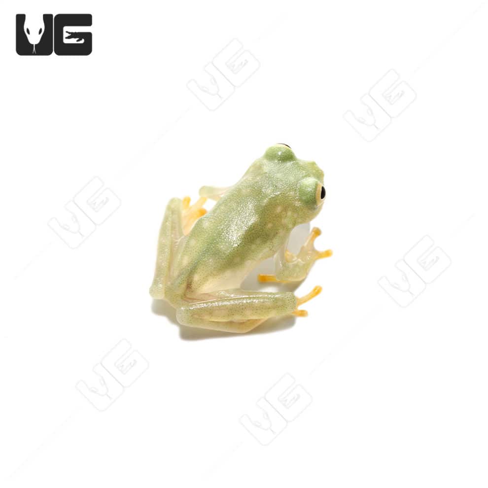 Fleischmann’s Glass Tree Frog For Sale Underground Reptiles