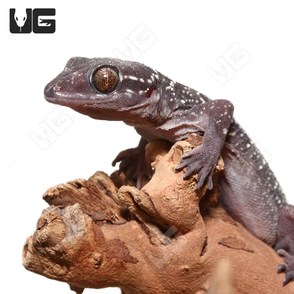 Banded Leaf Toe Geckos (Hemidactylus fasciatus) For Sale - Underground ...