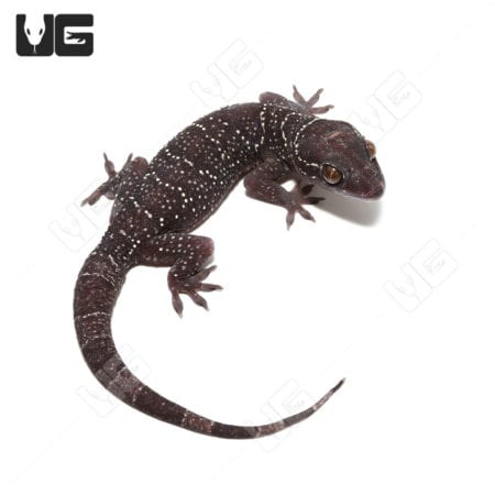 Close-up of a Kyabobo Forest Gecko with dark skin and white spots.