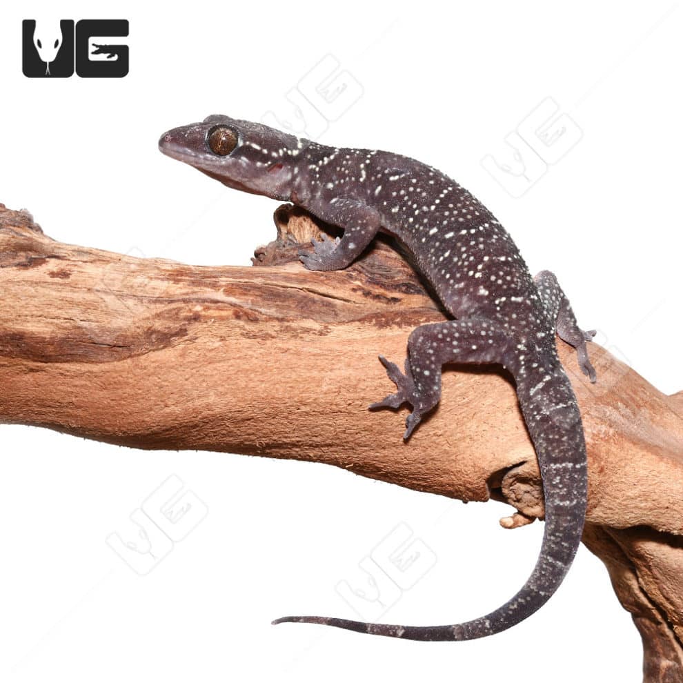 Banded Leaf Toe Geckos (Hemidactylus fasciatus) For Sale - Underground ...