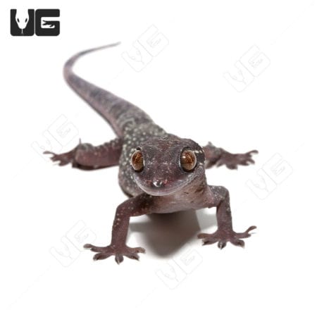 Close-up of a Kyabobo Forest Gecko on white background.
